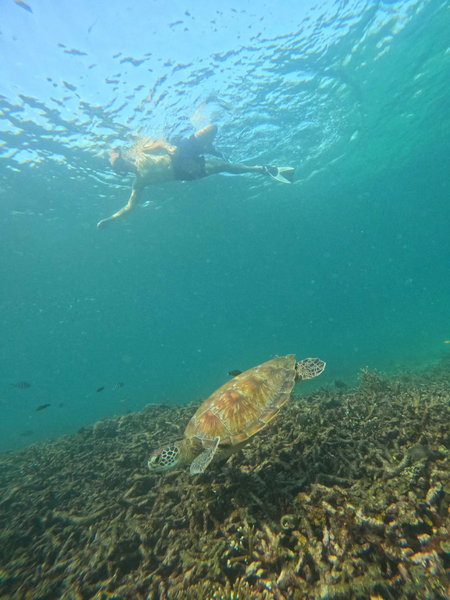 Snorkeling with a turtle